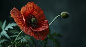 AI generated red poppies against black background photo