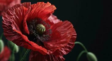 AI generated red poppies against black background photo