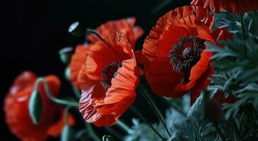 AI generated red poppies against black background photo