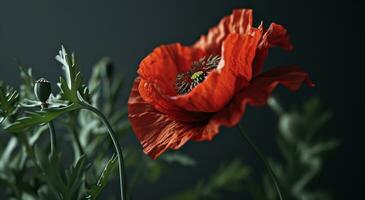 AI generated red poppies against black background photo