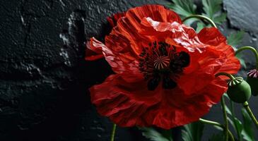 AI generated red poppies against black background photo