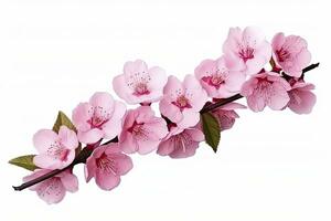 AI generated Sakura flowers isolated on white background. AI Generated photo