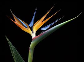 AI generated Bird of paradise flower isolated on black background. AI Generated photo