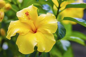 ai generado cerca arriba hermosa amarillo hibisco flor. ai generado foto