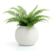 AI generated fern plant in the white ceramic pot isolated on a white background photo