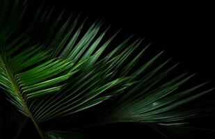 AI generated green palm leaves on a black background, photo