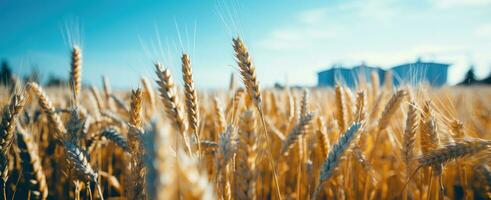 ai generado un campo de cosechado trigo con un silo foto