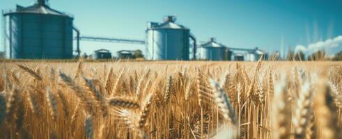 ai generado un campo de cosechado trigo con un silo foto