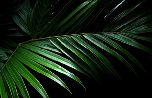 AI generated green palm leaves on a black background, photo