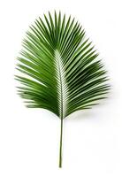 AI generated palm on white background isolated photo