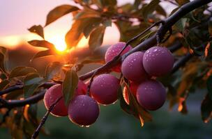 ai generado ciruela árbol a puesta de sol con lleno naranja fruta, foto
