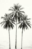 AI generated three lone palm trees are placed together, with linterna and white background photo