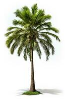 AI generated the palm tree isolated on white, photo