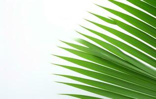 AI generated a picture of a palm leaf on a white surface photo