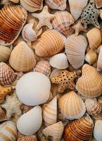 ai generado un imagen de un grande grupo de mar conchas foto