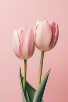 AI generated close up of three pink tulips on a pink background photo