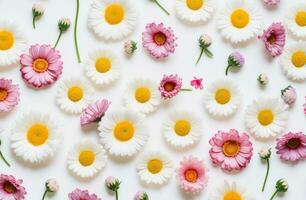 AI generated daisies, roses and daisies on white, photo