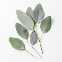 AI generated eucalyptus plant on white background, photo
