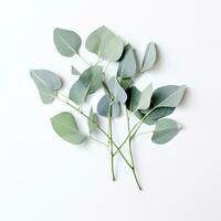 AI generated eucalyptus plant on white background, photo