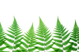 AI generated green fern leaves on a white background, photo