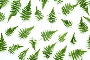 AI generated green fern leaves on a white background, photo