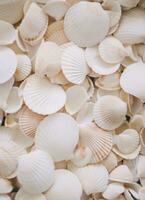 AI generated an image of a large group of sea shells photo