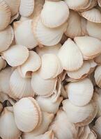 AI generated an image of a large group of sea shells photo