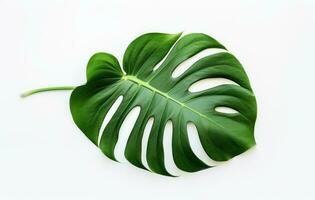 AI generated green monstera leaf isolated on white background, photo
