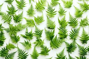 AI generated green fern leaves on a white background, photo