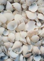 AI generated an image of a large group of sea shells photo