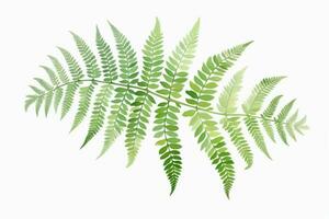 AI generated fern leaves in a white background, photo