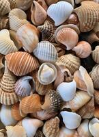 AI generated an image of a large group of sea shells photo