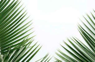 AI generated palm leaves on white background. photo