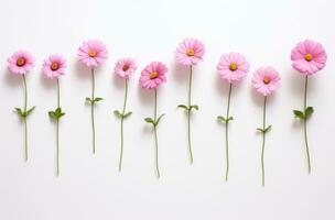 AI generated pink flowers arranged in a row on a white background, photo