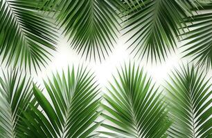 AI generated palm leaves on white background. photo