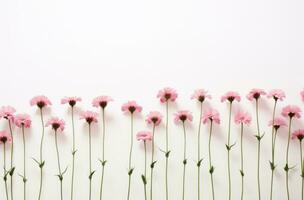 ai generado rosado flores arreglado en un fila en un blanco fondo, foto