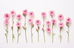 ai generado rosado flores arreglado en un fila en un blanco fondo, foto