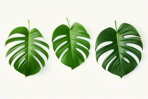 AI generated three monstera leaves on white background photo