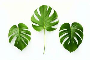 AI generated three monstera leaves on white background photo