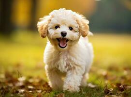 ai generado un linda caniche perrito en pie amplio con lengua fuera en frente foto