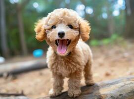 AI generated a cute poodle puppy standing wide with tongue out in front photo