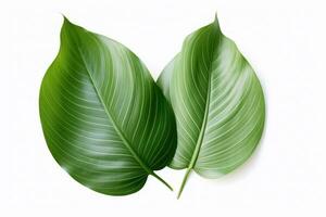 AI generated two large leaves in front of a white background, photo