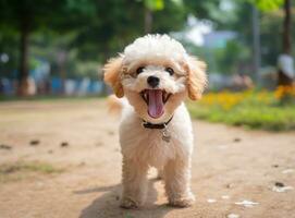 ai generado un linda caniche perrito en pie amplio con lengua fuera en frente foto