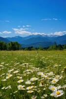 AI generated A quiet meadow filled with wildflowers, a clear blue sky, and a distant mountain range photo