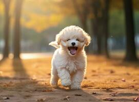 ai generado un linda caniche perrito en pie amplio con lengua fuera en frente foto