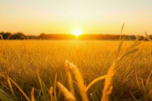 AI generated Golden hour sunset on the field. Pro Photo