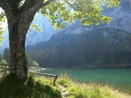 a bench under a tree photo