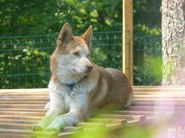 a dog laying on a wooden bench photo