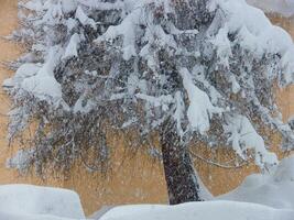 un nieve cubierto árbol foto