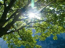 a tree with a sun shining through it photo